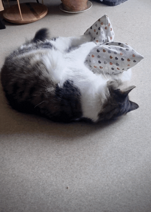 Chouppi Coussin