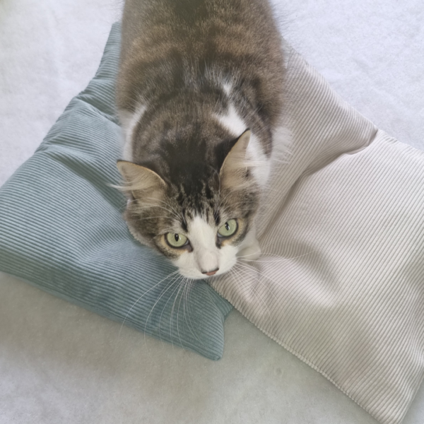 Le Coussin Chouppi