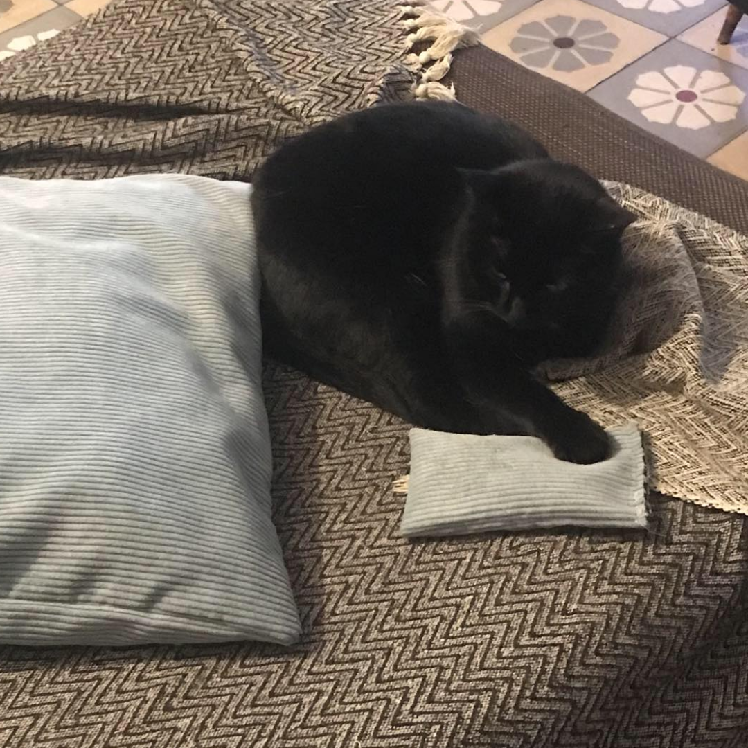 Le coussin chouppi